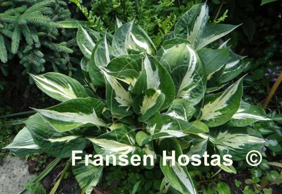 Hosta Revolution